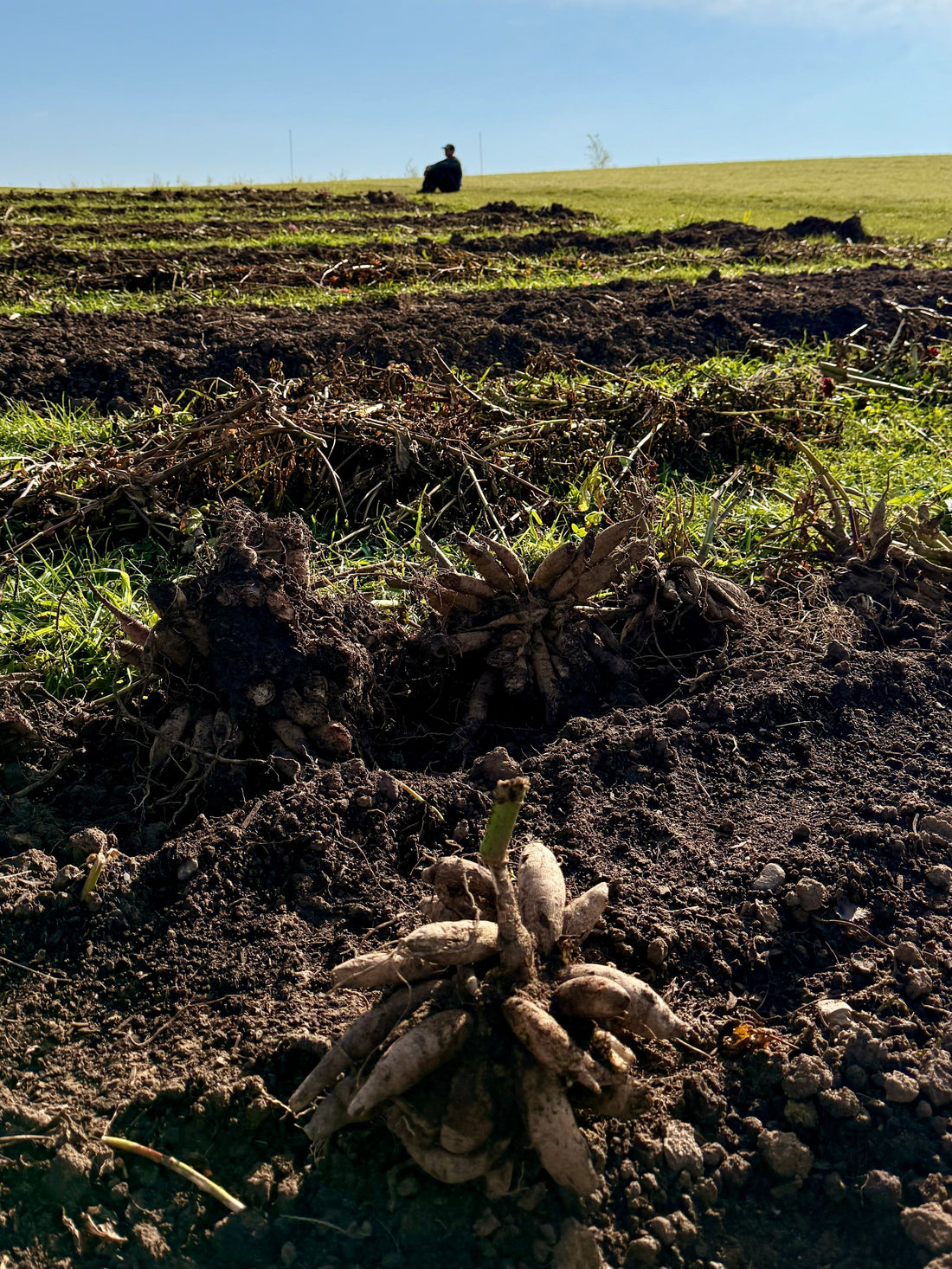 When and How to Dig Dahlia Tubers in Fall: A Step-by-Step Guide