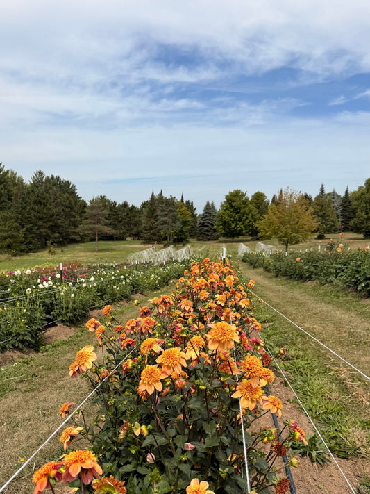 How to Stake and Corral Dahlias: Two Methods That Actually Work