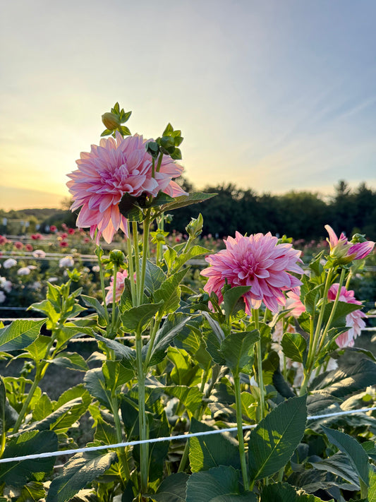 Café au Lait Dahlia: Growing Guide, Care Tips, and Where to Buy Tubers