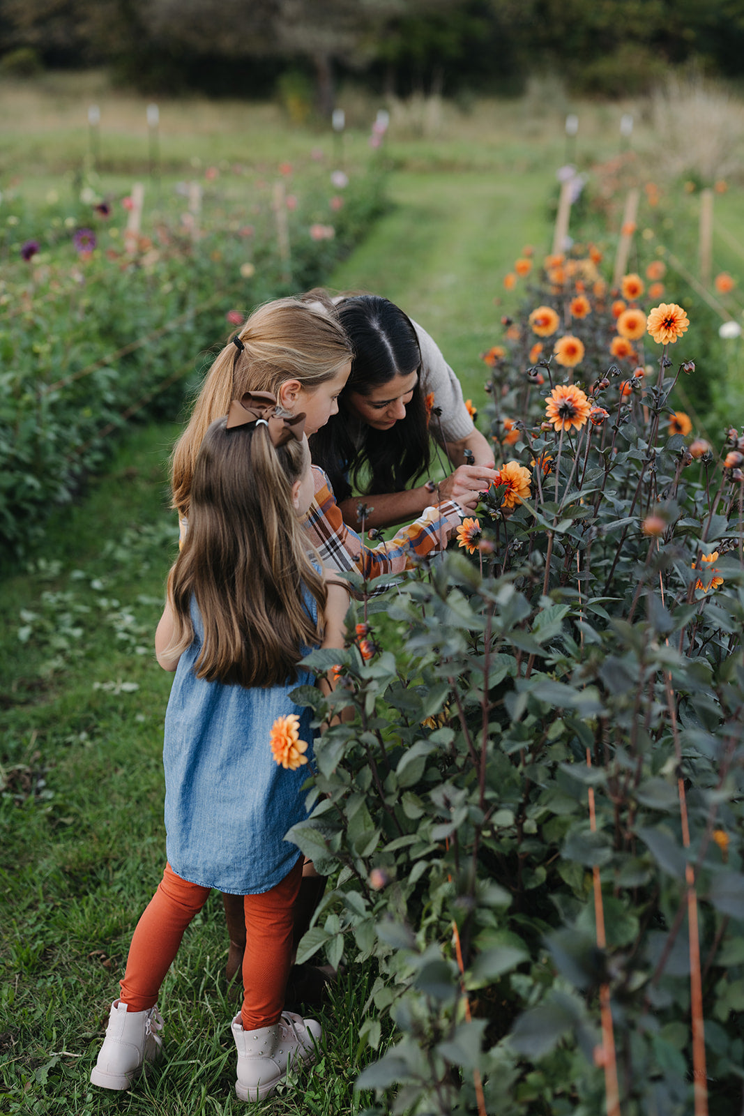 How to Plant Dahlia Tubers: A Step-by-Step Guide from a Dahlia Farm