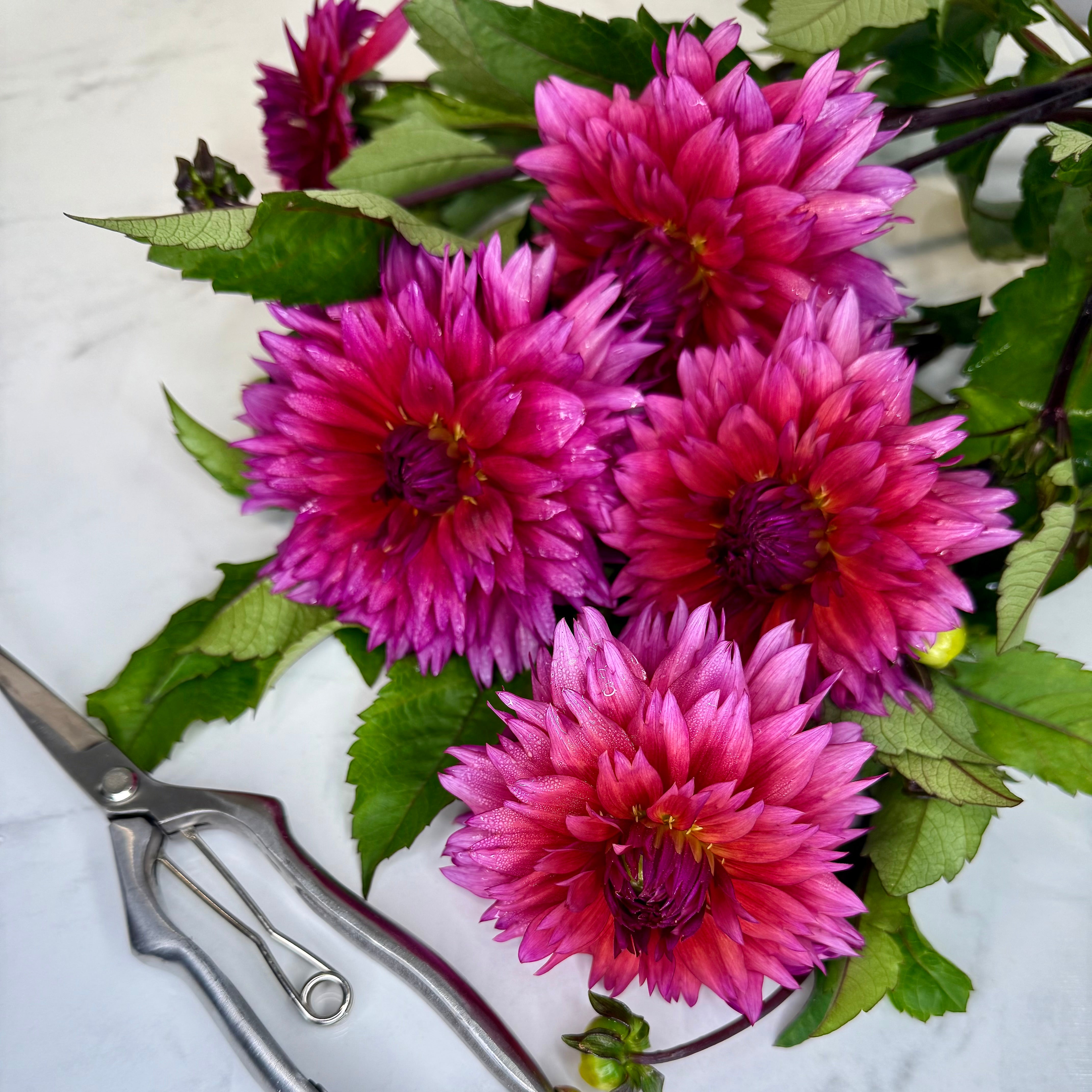 Sonic Bloom – Rooted