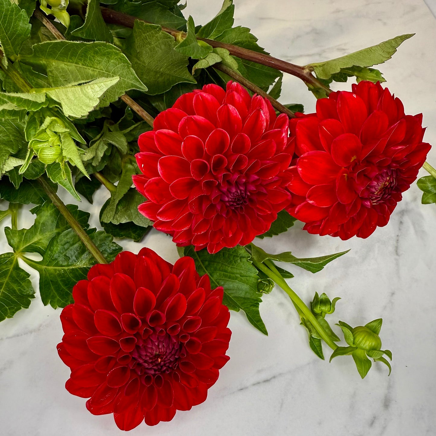 Red Symphony