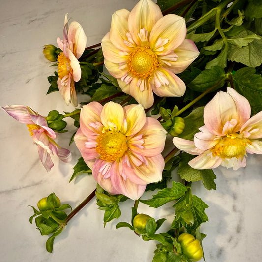 Appleblossom