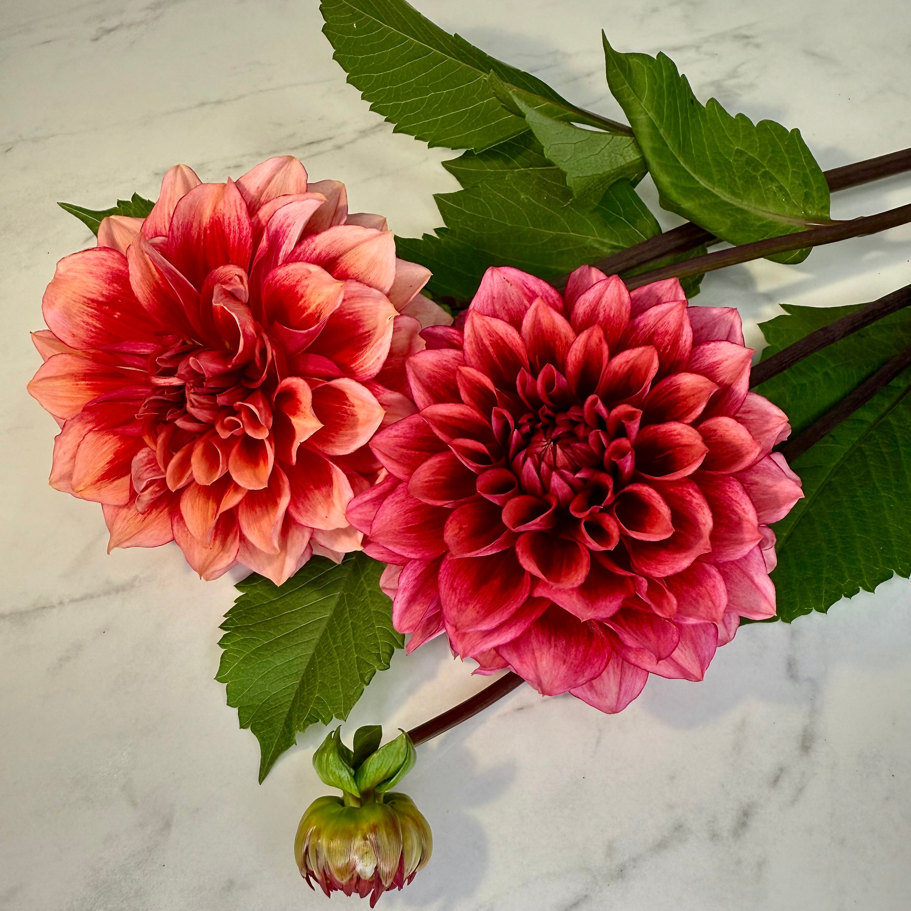 Bloomquist York – Rooted