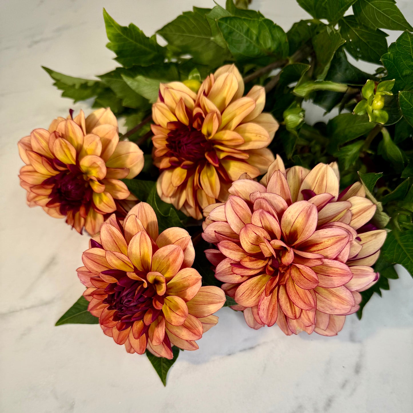 Creme de Cognac
