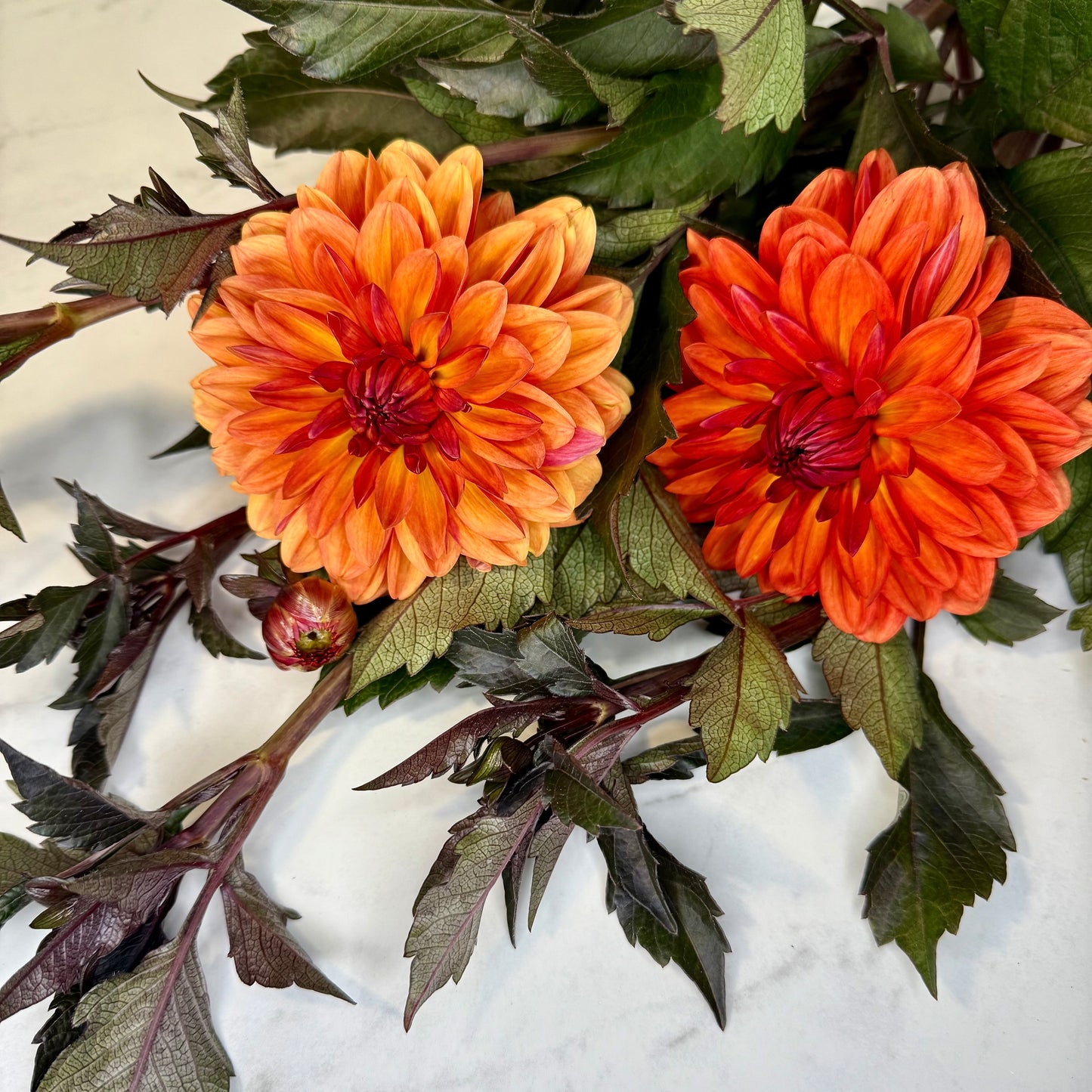 Orange Pekoe