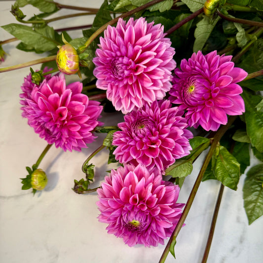 Pink Sylvia